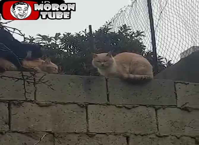 Video :Cats line up to take turns with a female cat!